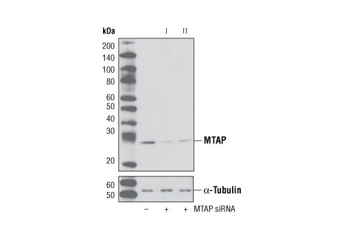  Image 1: SignalSilence® MTAP siRNA II