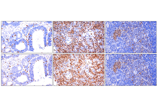 Immunohistochemistry Image 3: Tox/Tox2 (E6I3Q) Rabbit mAb (BSA and Azide Free)