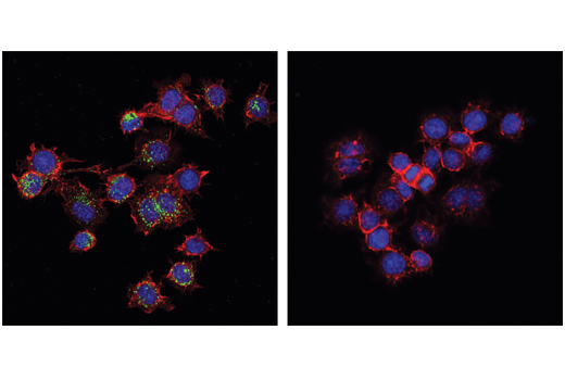 Immunofluorescence Image 1: Phospho-STING (Ser365) (D1C4T) Rabbit mAb (BSA and Azide Free)