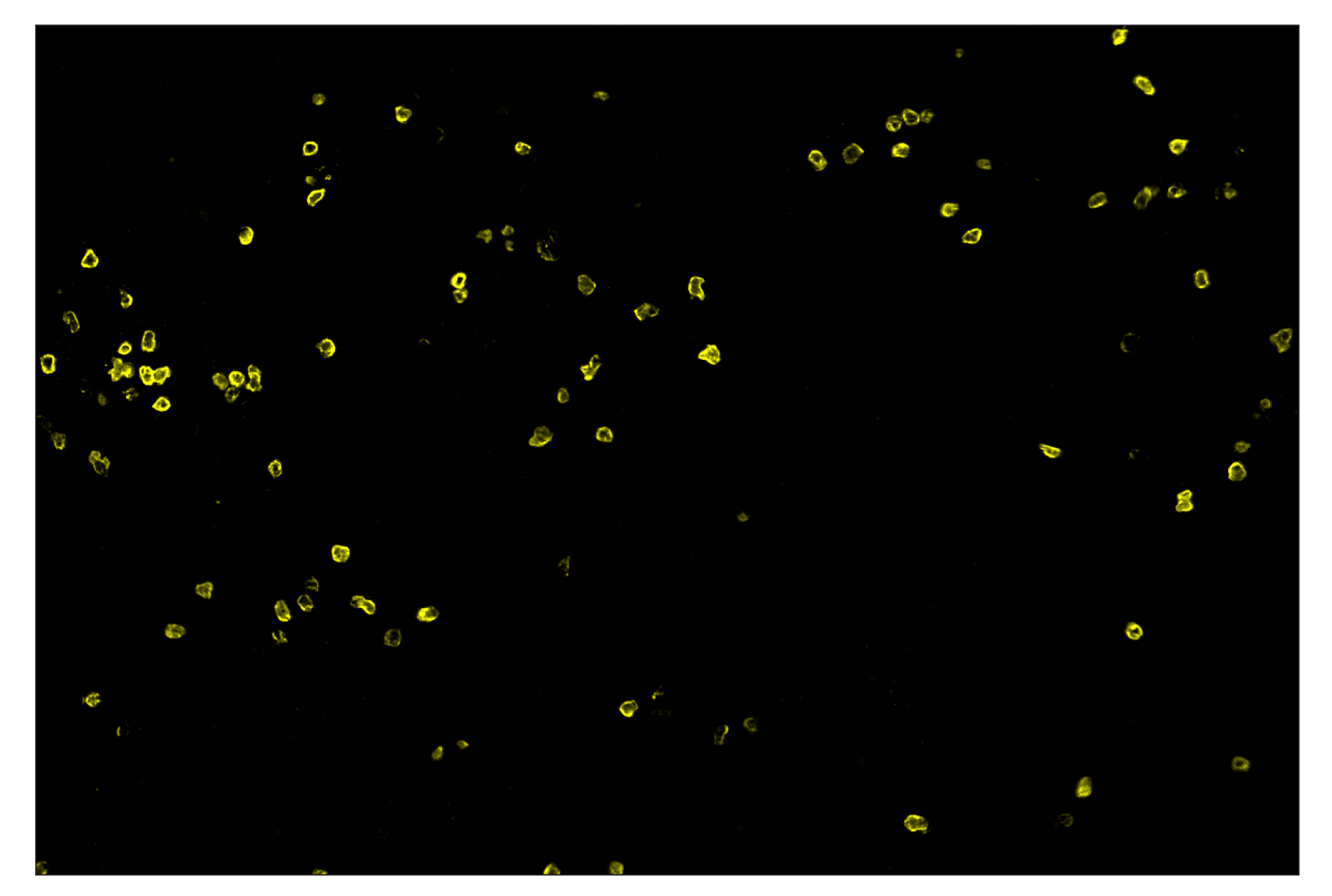 Immunohistochemistry Image 3: CD3ε (E4T1B) & CO-0048-594 SignalStar™ Oligo-Antibody Pair