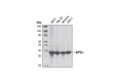 Western Blotting Image 1: eIF2α (D7D3) XP® Rabbit mAb (BSA and Azide Free)