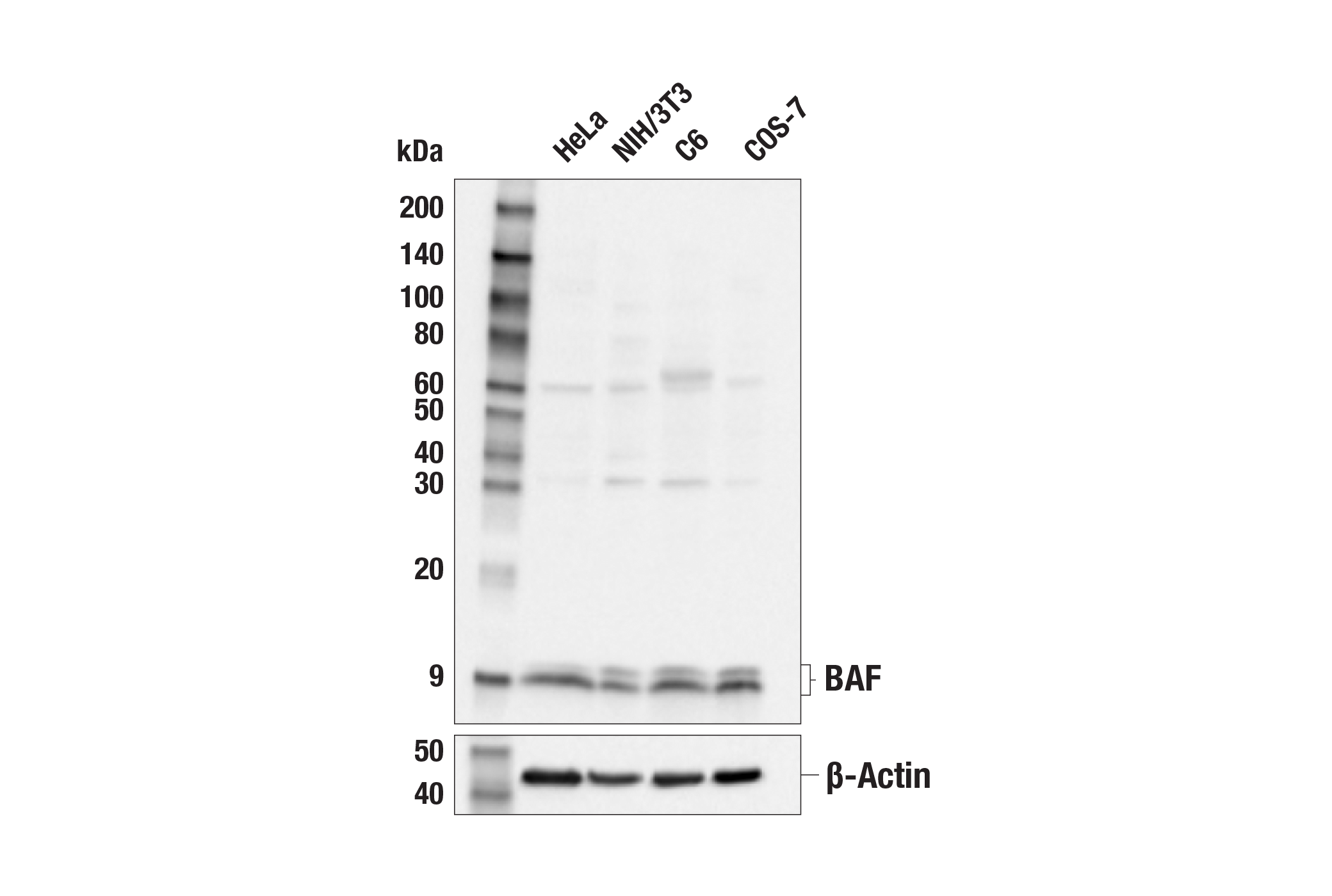 Western Blotting Image 1: BAF Antibody