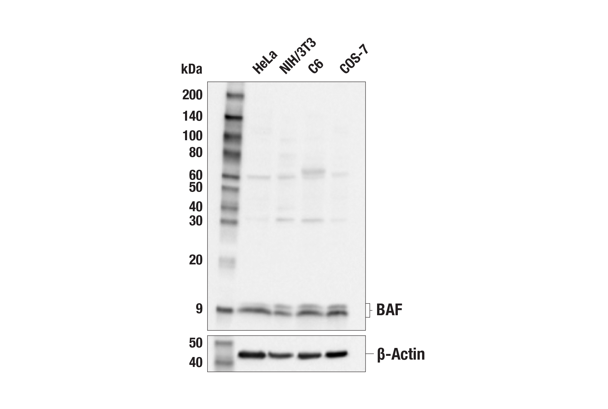 baf-antibody-cell-signaling-technology