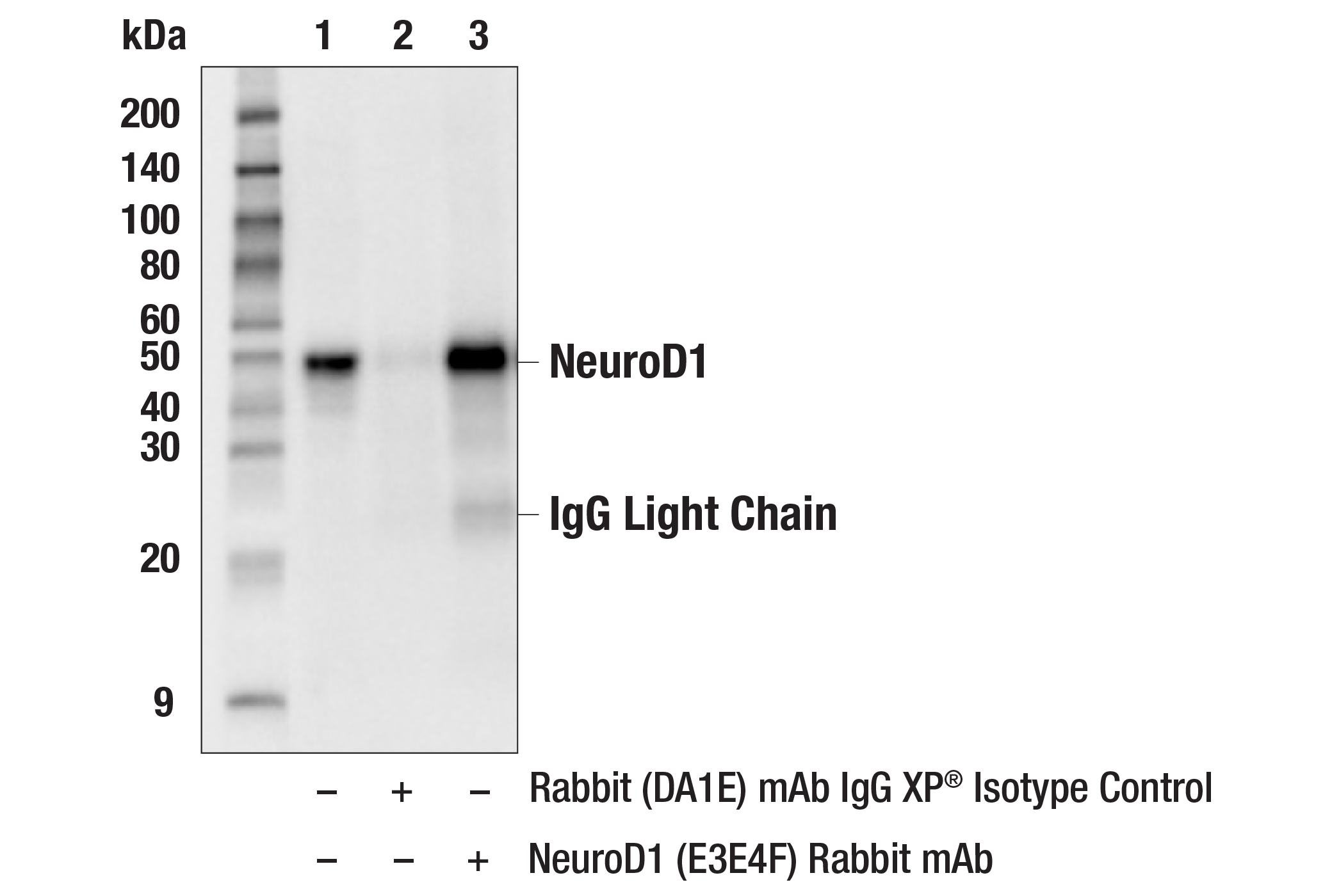 Immunoprecipitation Image 1: NeuroD1 (E3E4F) Rabbit mAb