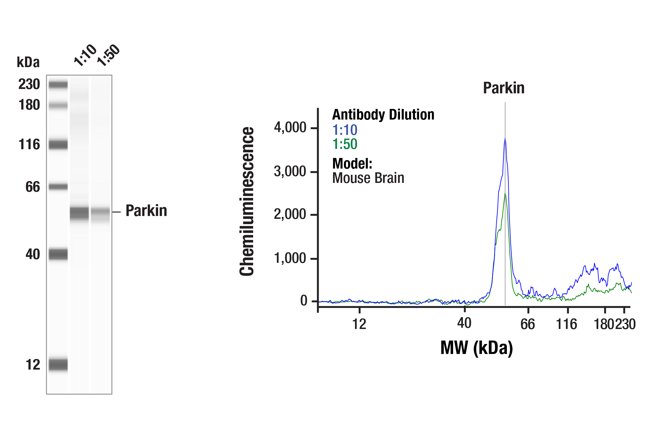 Western Blotting Image 2: Parkin (E6B1P) Mouse mAb