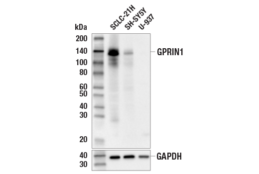 Western Blotting Image 1: GPRIN1 (E8A7B) Rabbit mAb