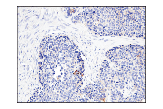 Immunohistochemistry Image 5: CD47 (D3O7P) Rabbit mAb