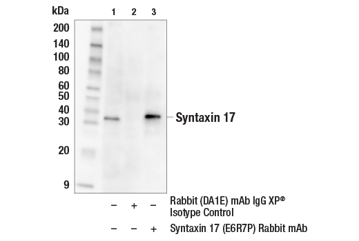 Immunoprecipitation Image 1: Syntaxin 17 (E6R7P) Rabbit mAb