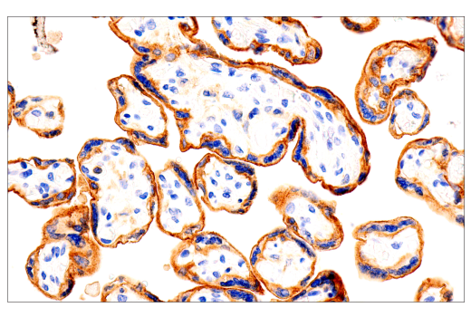 Immunohistochemistry Image 5: GM-CSF Receptor α (E8Z3S) Rabbit mAb (BSA and Azide Free)