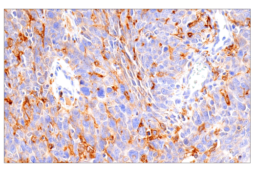 Immunohistochemistry Image 9: GM-CSF Receptor α (E8Z3S) Rabbit mAb (BSA and Azide Free)