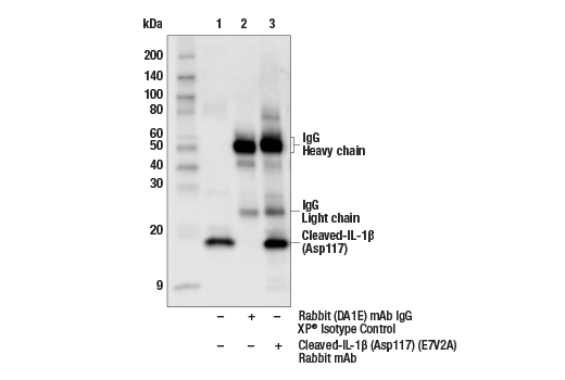 Immunoprecipitation Image 1: Cleaved-IL-1β (Asp117) (E7V2A) Rabbit mAb