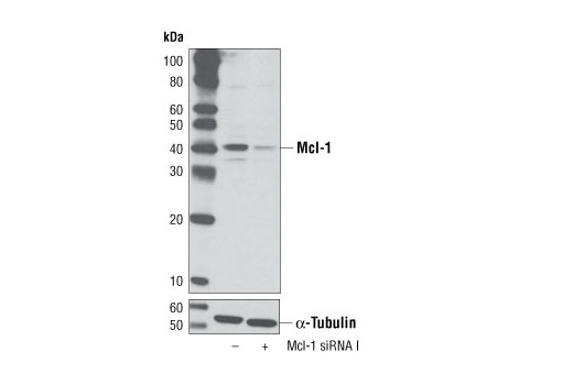  Image 1: SignalSilence® Mcl-1 siRNA I