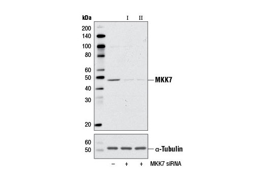  Image 1: SignalSilence® MKK7 siRNA I
