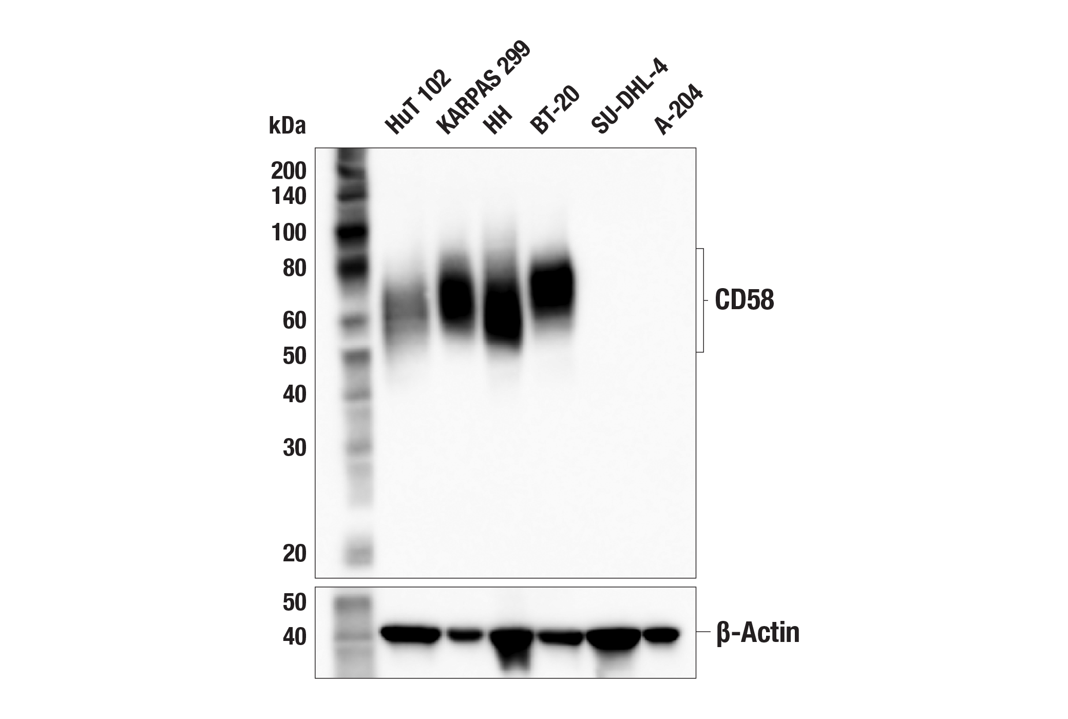 Western Blotting Image 1: CD58 (F7R6O) Rabbit mAb