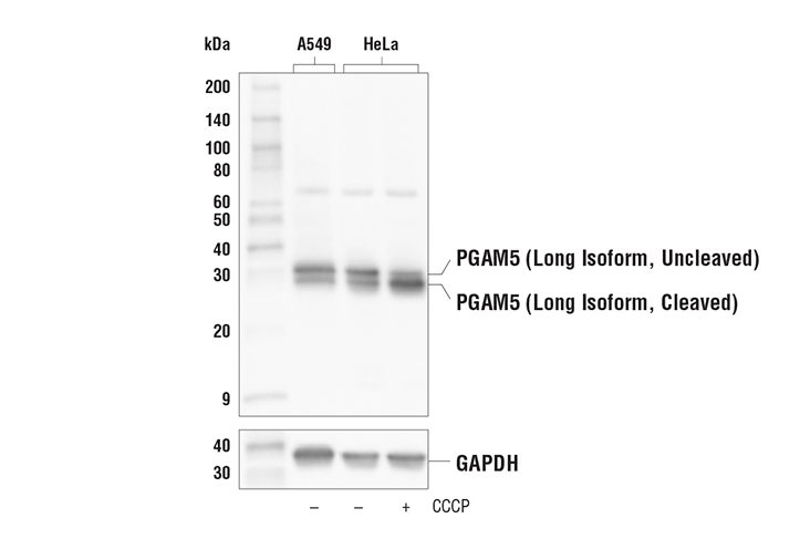Western Blotting Image 1: PGAM5 (Long Isoform) (E8C3L) Rabbit mAb
