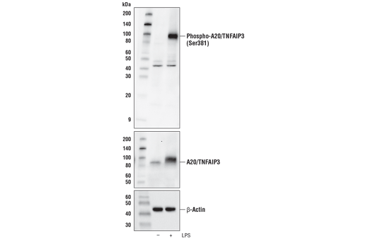 Western Blotting Image 1: Phospho-A20/TNFAIP3 (Ser381) Antibody