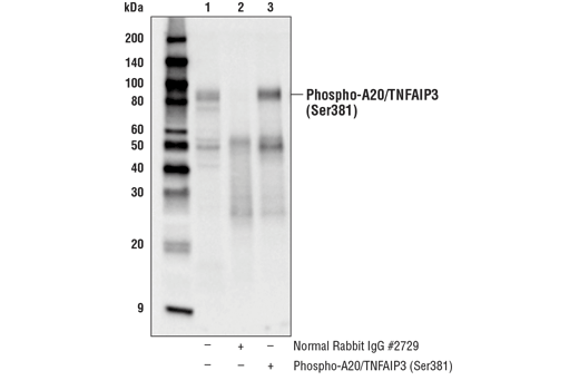 Immunoprecipitation Image 1: Phospho-A20/TNFAIP3 (Ser381) Antibody
