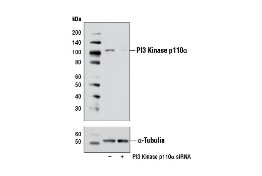  Image 1: SignalSilence® PI3 Kinase p110α siRNA I