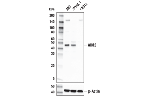 Western Blotting Image 2: AIM2 Antibody (Mouse Specific)