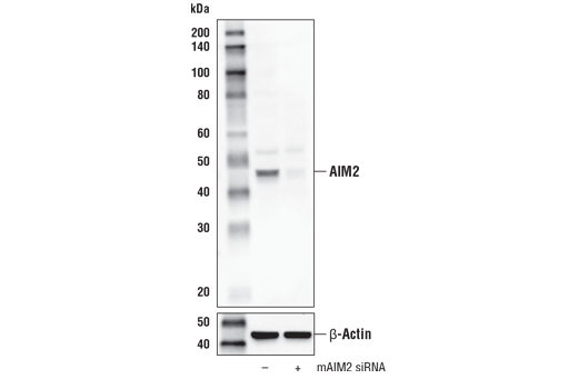 Western Blotting Image 3: AIM2 Antibody (Mouse Specific)
