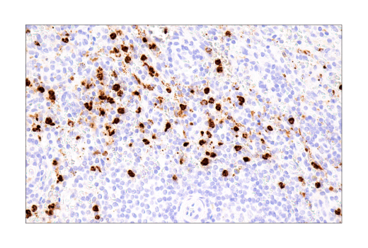 Immunohistochemistry Image 10: Cathepsin G (E3N3O) Rabbit mAb