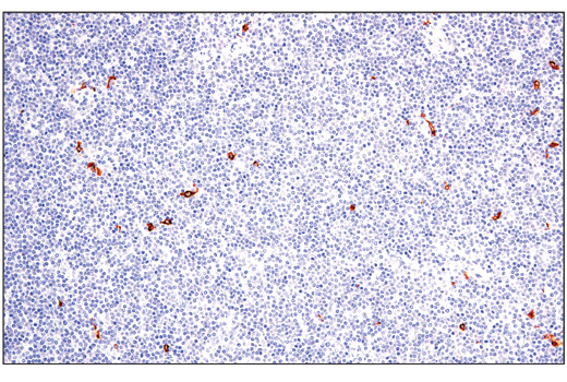 Immunohistochemistry Image 1: XCR1 (D2F8T) Rabbit mAb (BSA and Azide Free)