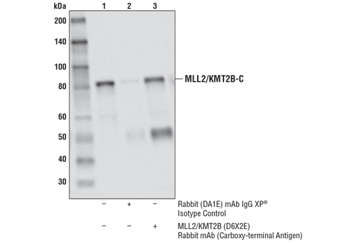 Immunoprecipitation Image 1: MLL2/KMT2B (D6X2E) Rabbit mAb (Carboxy-terminal Antigen)