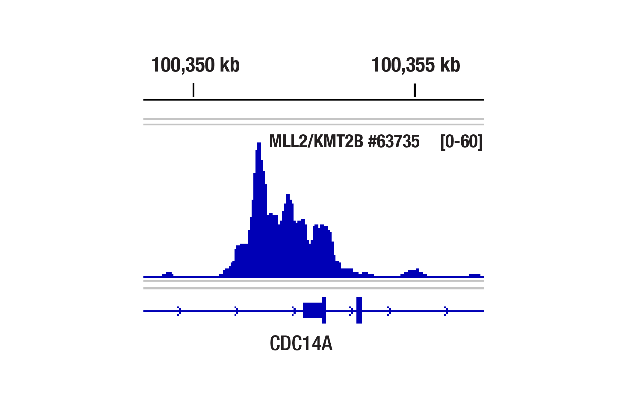 CUT and RUN Image 1: MLL2/KMT2B (D6X2E) Rabbit mAb (Carboxy-terminal Antigen)