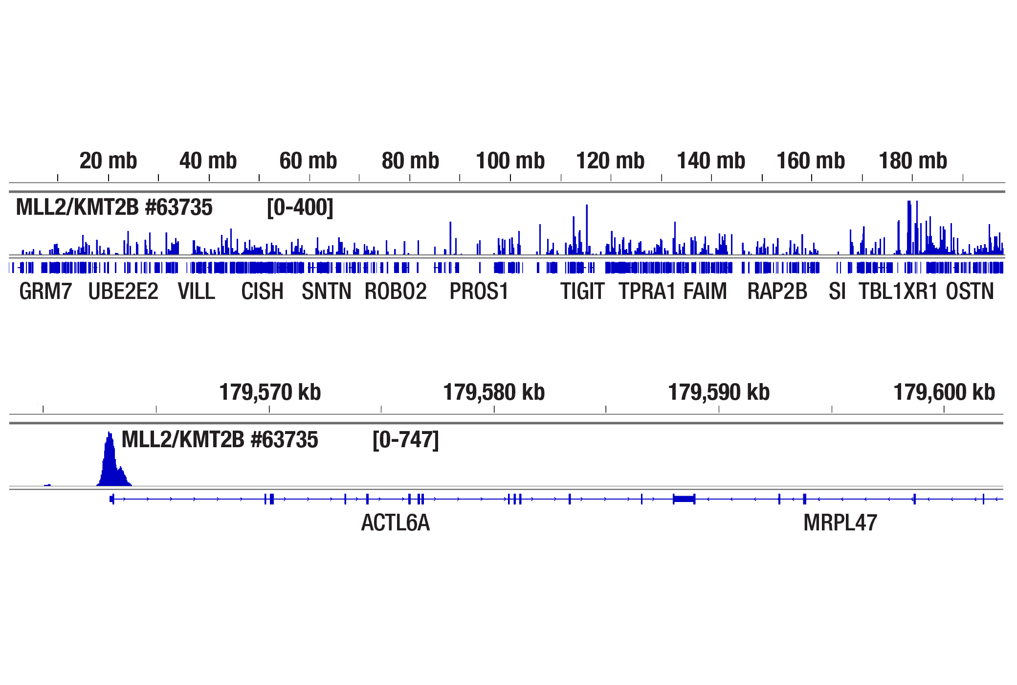CUT & Tag Image 2: MLL2/KMT2B (D6X2E) Rabbit Monoclonal Antibody (Carboxy-terminal Antigen)
