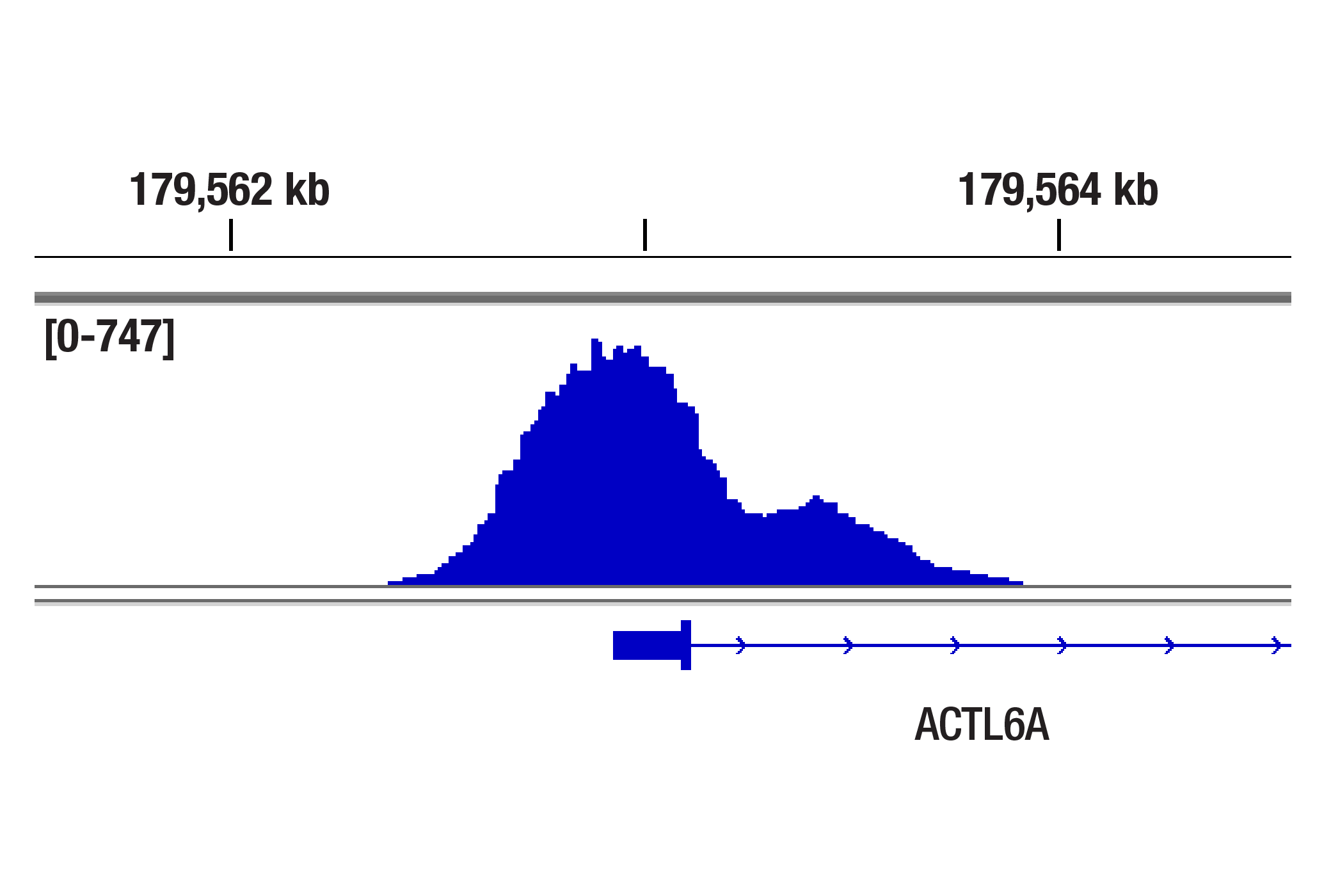 CUT & Tag Image 1: MLL2/KMT2B (D6X2E) Rabbit Monoclonal Antibody (Carboxy-terminal Antigen)