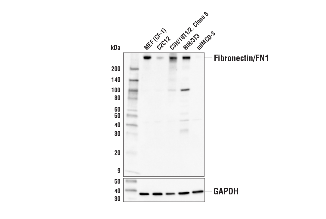 Western Blotting Image 1: Fibronectin/FN1 Antibody