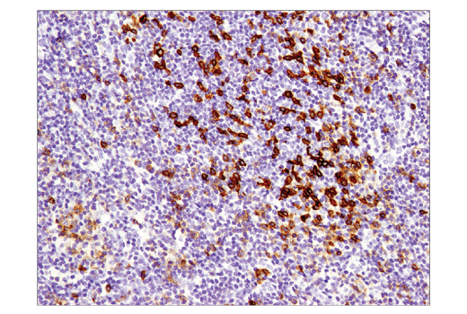 Immunohistochemistry Image 2: PD-1 (D4W2J) XP® Rabbit mAb (BSA and Azide Free)