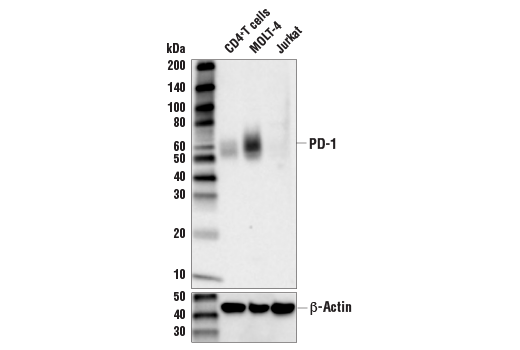 Western Blotting Image 1: PD-1 (Intracellular Domain) (D4W2J) XP® Rabbit mAb (BSA and Azide Free)