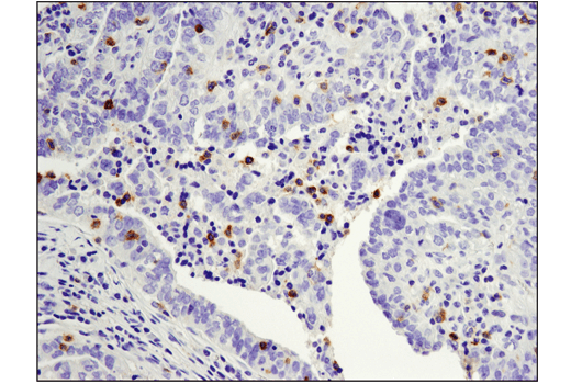 Immunohistochemistry Image 1: PD-1 (D4W2J) XP® Rabbit mAb (BSA and Azide Free)