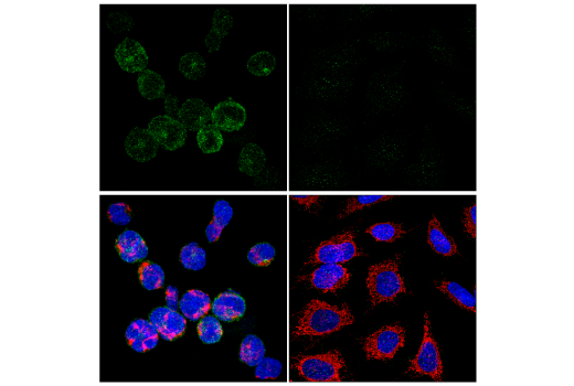 Immunofluorescence Image 1: PD-1 (Intracellular Domain) (D4W2J) XP® Rabbit mAb (BSA and Azide Free)