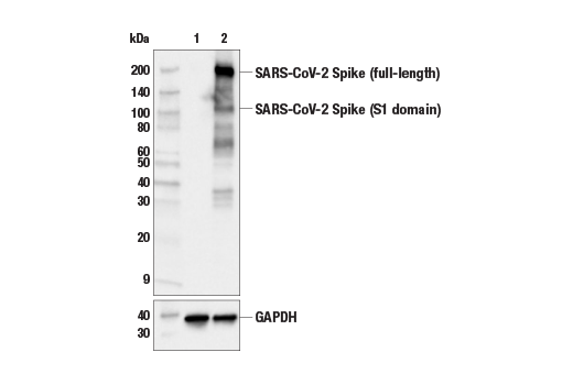 Western Blotting Image 1: SARS-CoV-2 Spike Protein (RBD) (E7B3E) Rabbit mAb