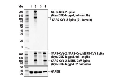 Western Blotting Image 2: SARS-CoV-2 Spike Protein (RBD) (E7B3E) Rabbit mAb