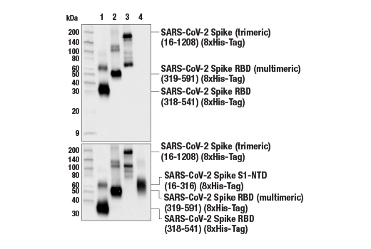Western Blotting Image 3: SARS-CoV-2 Spike Protein (RBD) (E7B3E) Rabbit mAb