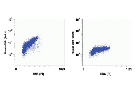 Flow Cytometry Image 1: Phospho-DRP1 (Ser616) (D9A1) Rabbit mAb (BSA and Azide Free)