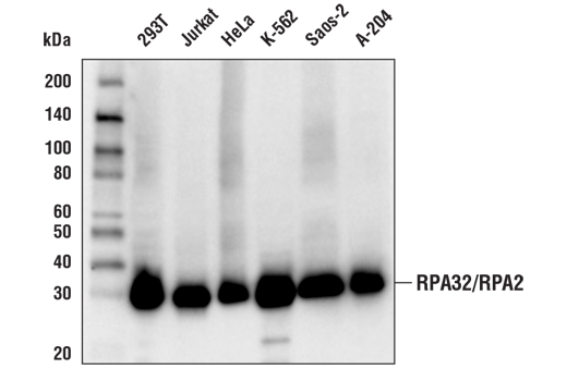 Western Blotting Image 1: RPA32/RPA2 (E8X5P) XP® Rabbit mAb (BSA and Azide Free)