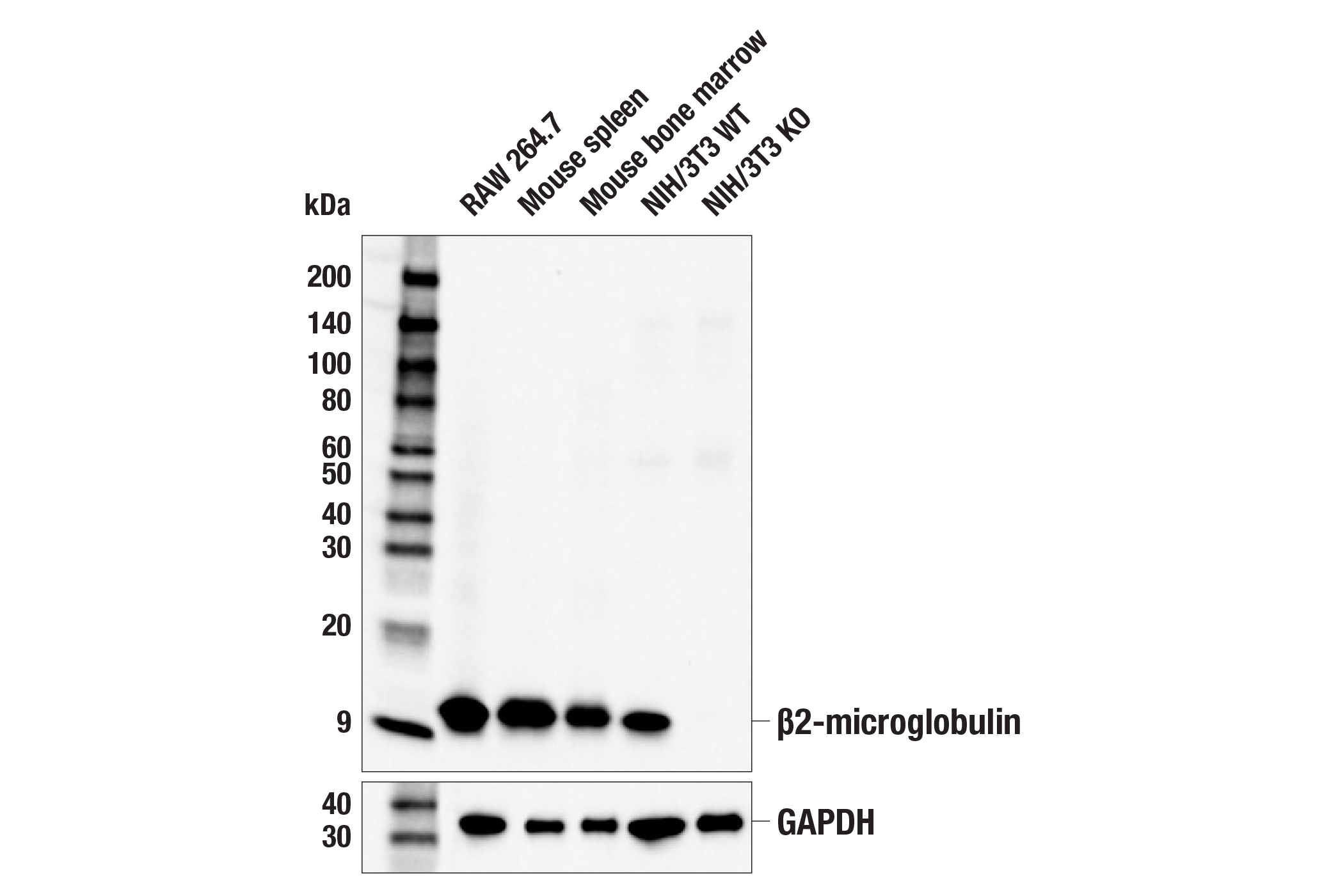 Western Blotting Image 1: β2-microglobulin (E8G2O) Rabbit mAb