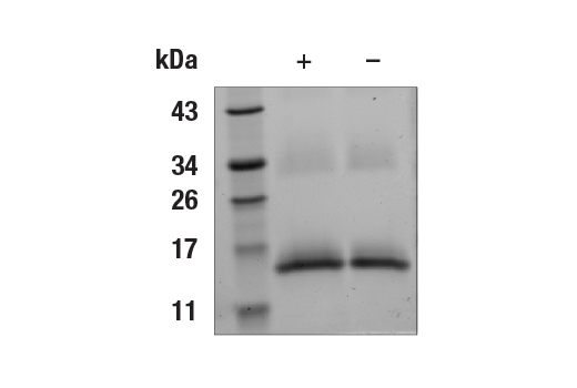  Image 2: Mouse IL-7 Recombinant Protein