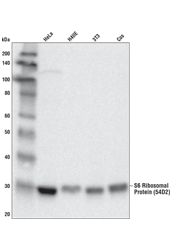 Western Blotting Image 1: S6 Ribosomal Protein (54D2) Mouse mAb (BSA and Azide Free)