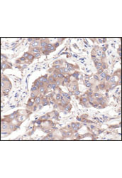 Immunohistochemistry Image 1: S6 Ribosomal Protein (54D2) Mouse mAb (BSA and Azide Free)