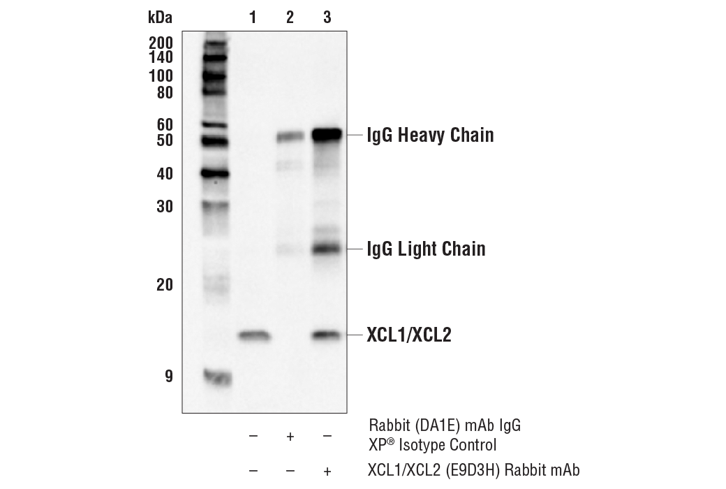 Immunoprecipitation Image 1: XCL1/XCL2 (E9D3H) Rabbit mAb