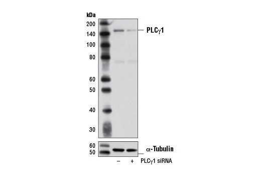  Image 1: SignalSilence® PLCγ1 siRNA I (Mouse Specific)