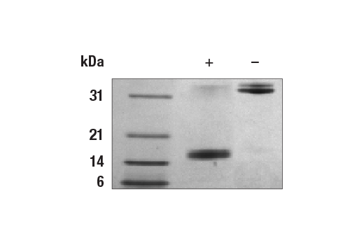  Image 1: Human IL-17A/F Heterodimer Recombinant Protein