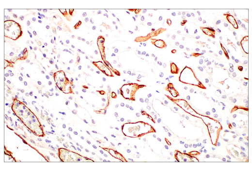Immunohistochemistry Image 7: PLVAP (E3X9D) Rabbit mAb (BSA and Azide Free)
