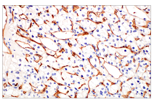 Immunohistochemistry Image 3: PLVAP (E3X9D) Rabbit mAb (BSA and Azide Free)