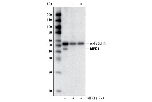  Image 1: SignalSilence® MEK1 siRNA I